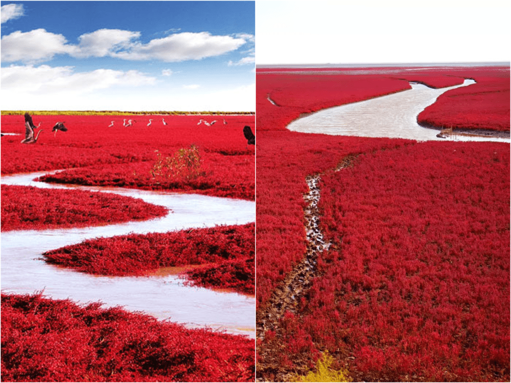 China’s Red Sea of Grass