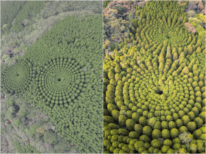 Mystery Circular Grove
