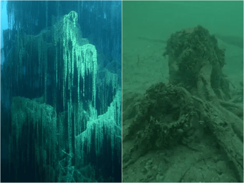 Alabama’s Hidden Sea Forest